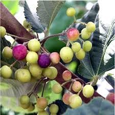 Introducing Our Sherbet Berry Plants (4 Pack) β Live Grewia asiatica Shrubs Producing Sweet-Tart Edible Berries, Ideal for Warm Climates, Suitable for Containers or Garden Planting
