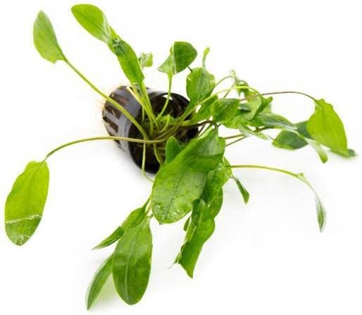 SubstrateSource Cryptocoryne Live Aquarium Plants - Freshwater Plant for Aquariums, Planted Fish Tanks - Beginner Friendly (Willisii, 1 Pot (3-5 Plants))
