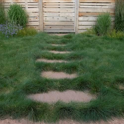 Outsidepride Sheeps Fine Fescue Grass Seed - 25 Lbs. Perennial Heat & Drought Tolerant Dense Green, Traffic-Resistant Turf for Shaded Environments w/OptiGrowth Coating for Seed Enhancement