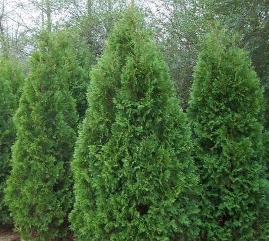 Blue Cone Arborvitae | 1 Live Gallon Size Plant | Vibrant Blue-Green Foliage for Landscaping, Hedges, and Privacy Screens, Drought and Deer Tolerant