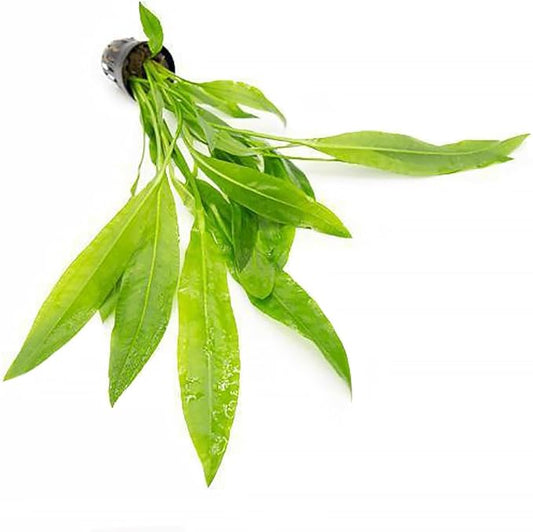 SubstrateSource Echinodorus Peruensis Sword Live Plant for Freshwater Aquariums, Natural Fish Tank Decorations, and Aquatic Decor (1 Pot (2-3 Plants))