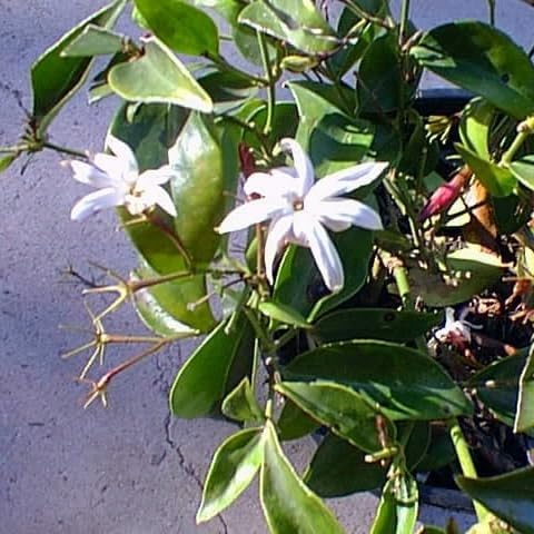 Live Angel Wing Jasmine (Jasminum Nitidum) Plants - Fragrant, White Blooming Evergreen Shrub for Any Garden (2 jas Angel Cups)