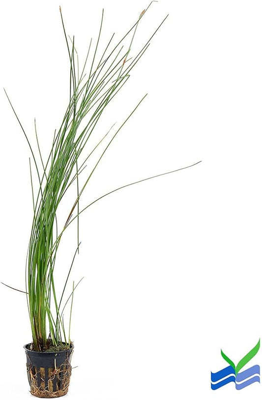Aquarium Plants Discounts Potted Tall Hairgrass by AquaLeaf Aquatics - Easy Aquatic Live Plant- (Potted Tall Hairgrass, 5 Pack)