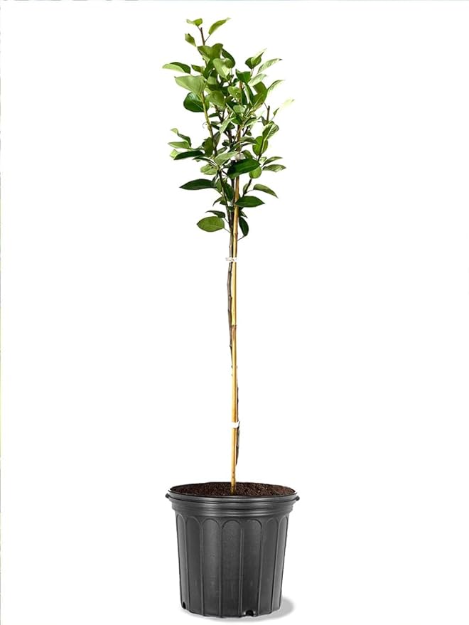 American Plant Exchange Kieffer Pear Trees, 5 Gallon Pot, 3-4 ft Tall, Semi-Self Pollinating, Live Fruiting Tree, Large Outdoor Landscape Plant, White Flowers, Ideal for Fresh Eating or Canning
