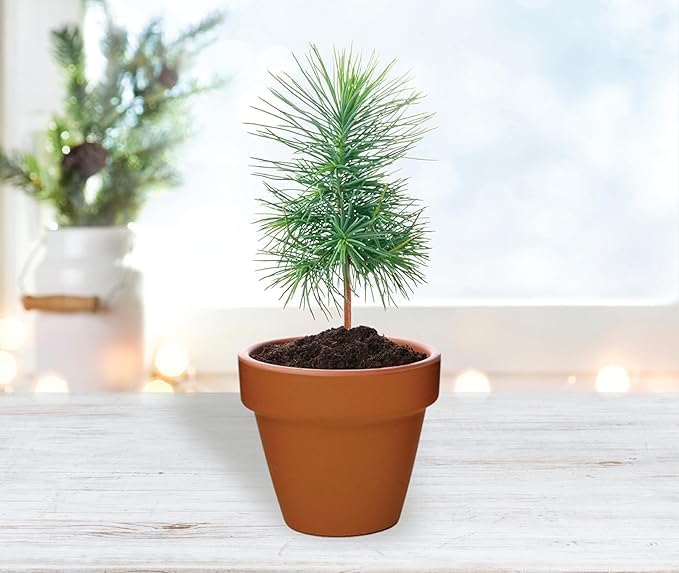 BUZZY Seeds Holiday Spruce Tree 12 Pack Mini Terracotta Grow Kits Includes All You Need to Sprout Evergreens, a Fun Stocking Stuffer, Party Favor or Corporate Gift