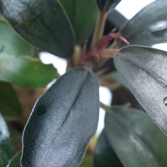 SubstrateSource Bucephalandra Black Pearl Potted Live Aquarium Plant - Natural Freshwater Fish Tank Decorations, Aquatic Décor