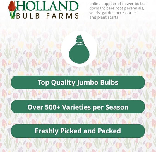 Immortality Reblooming Bearded Iris Flower Bulb - Attracts Butterflies and Hummingbirds - Deer Resistant - Good as Cut Flowers - Naturalizing - Perennializing - Easy to Grow Live Plants