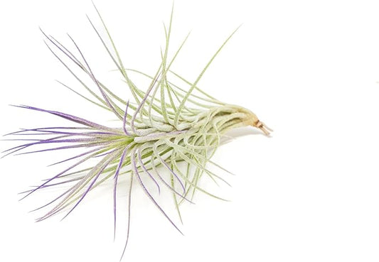 Purple Colorful Tillandsia Air Plants - Long Lasting Color Enhanced Live Tillandsia Succulent House Plants - Home and Garden Decor - Easy Care Indoor and Outdoor (Funckiana, Pack of 3)