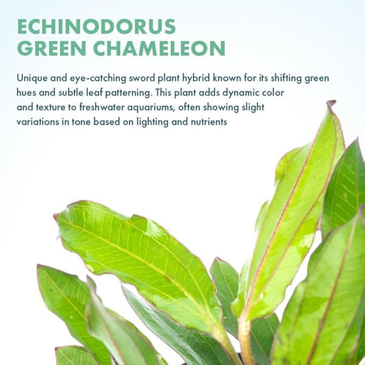 SubstrateSource Live Plants - Echinodorus ‘Green Chameleon’ (Echinodorus sp.) - Medium to High Light, Green Red Accent, Midground to Background Placement, Freshwater Aquatic Plant - Pot