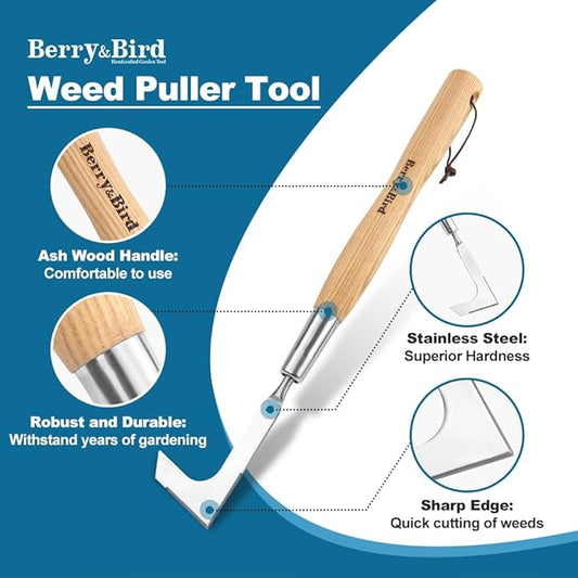 Berry&Bird 15.2'' Crack Weeder Crevice Weeding Tool with Ashwood Handle, Manual Weed Puller for Sidewalk, Driveway Cracks & Garden Edging, Weeding Sickle for Garden Patio Lawn Yard Terrace Paving Moss