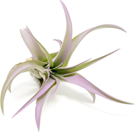 Lavender Colorful Tillandsia Air Plants - Long Lasting Color Enhanced Live Tillandsia Succulent House Plants - Home and Garden Decor - Easy Care Indoor and Outdoor Plants