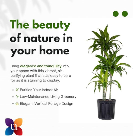 United Nursery Dracaena Janet Craig – Tall Indoor Plant in 10” Grower Pot – 38–42 Inches Tall – Air-Purifying, Low-Light Tropical Houseplant – Easy-Care Green Foliage for Home or Office Decor