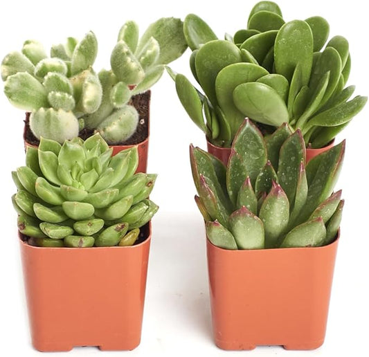 Shop Succulents | Verde Collection | Assortment of Hand Selected, Fully Rooted Live Indoor Green Succulent Plants, 4-Pack