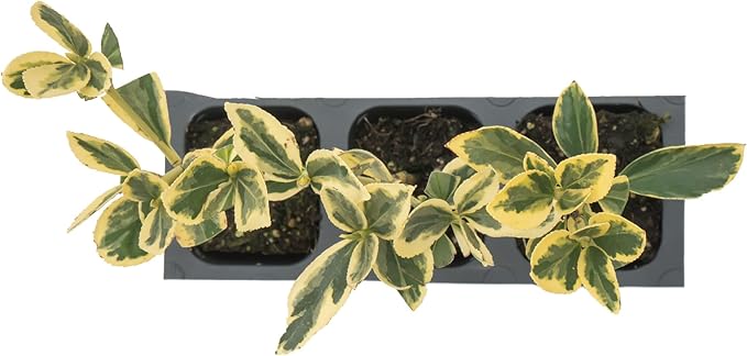 3 Silver King Euonymus, Live Plants – Euonymus Japonica – Hardy Variegated Evergreen Shrub in 2.5” Nursery Cubes – Low-Maintenance & Highly Adaptable for Landscaping