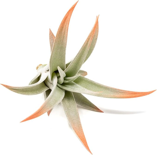 Coral Colorful Tillandsia Air Plants - Long Lasting Color Enhanced Live Tillandsia Succulent House Plants - Home and Garden Decor - Easy Care Indoor/Outdoor Plants (Harrisii, Pack of 3)