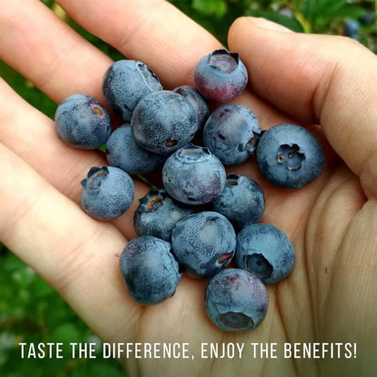 Pink Lemonade Blueberry (Reka)