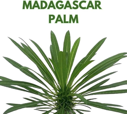 BubbleBlooms Madagascar Palm, Pachypodium Lamerei, in a 4 inch Pot