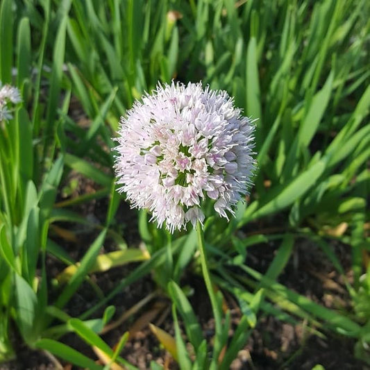 Gardens Best Graceful Beauty Alliums – 30 Bulbs - White Star-Shaped Flowers | Easy-Grow Spring Perennials | Deer Resistant | Attracts Bees & Butterflies | Zones 4–9
