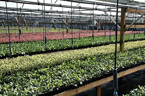 Ligustrum Waxleaf Privet - 3 Live Plants 2" Pot Size - Evergreen Privacy Hedge