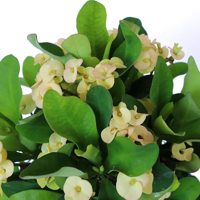 American Plant Exchange Live Crown of Thorns 'Yellow' – 6-Inch Pot – Flowering Succulent with Thick Stems and Soft Yellow Blooms, Drought-Tolerant Easy Care Plant for Sunny Windows, Patios & Gardens