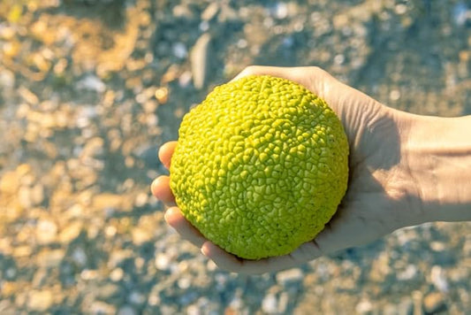 Hedgeballs, Osage Oranges - Naturally Remove Bugs and Spiders - All Natural, Grown in Iowa (4 Hedgeballs)