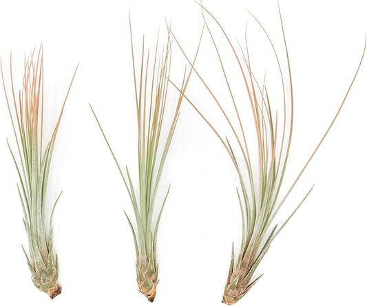 Coral Colorful Tillandsia Air Plants - Long Lasting Color Enhanced Live Tillandsia Succulent House Plants - Home and Garden Decor - Easy Care Indoor/Outdoor Plants (Juncea, Single)