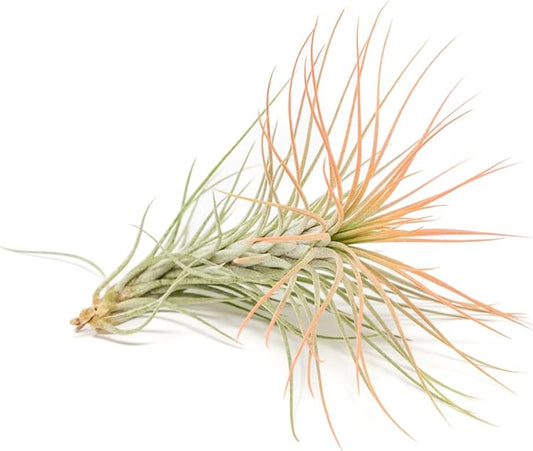 Coral Colorful Tillandsia Air Plants - Long Lasting Color Enhanced Live Tillandsia Succulent House Plants - Home and Garden Decor - Easy Care Indoor/Outdoor Plants (Funckiana, Pack of 3)