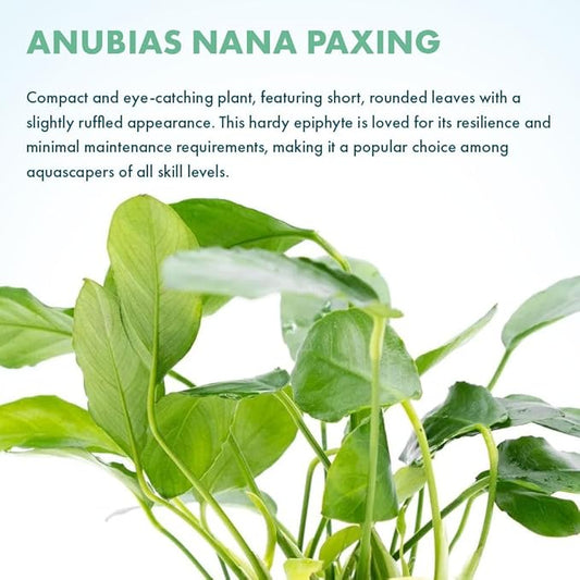 SubstrateSource Live Plants β Anubias Nana Paxing (Anubias barteri VAR. Nana 'Paxing') β Low to Moderate Light, Deep Green Color Small Rounded Leaves, Foreground to Midground - Pot - 3 Pack
