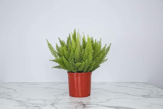 Foxtail Fern Plant - Live Asparagus Fern - 3 Gallon Pot - Overall Height 20" to 24" - Tropical Plants of Florida (Plant Only)