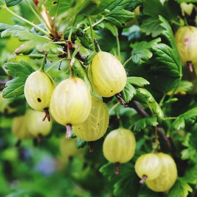 Sweet Gooseberry Plant Live for Planting, Gooseberry Bushes Live Plant 5 to 9 Inch Tall, Gooseberries Fruit