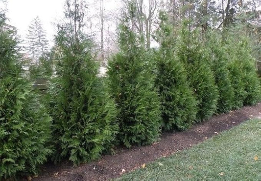 Two Pack of Green Giant Arborvitae Trees - Fast Growing Evergreen - 2 Live Plants Shipped 1 to 2 Feet Tall by DAS Farms (No California)