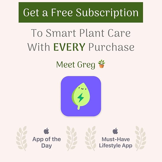 American Plant Exchange Ficus Ginseng Microcarpa – 6-Inch with Pot – Live Easy Care Bonsai Tree, Air Purifying Indoor Plant for Home, Office, or Zen Décor