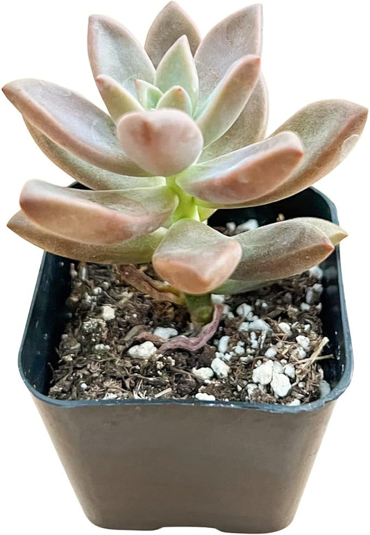 Sprout N Green Golden Sedum | Sedum adolphi, Mini Live Succulent Fully Rooted in 2 inch Starter Pot with Soil Mix, House Plant for Home Office Wedding Decor Party Favor