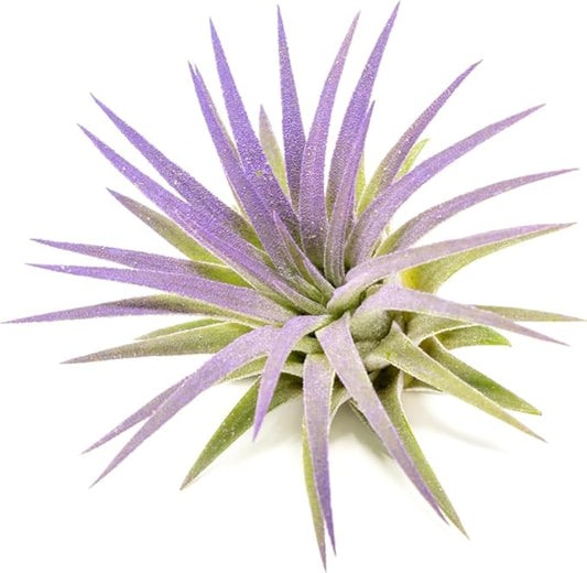 Purple Colorful Tillandsia Air Plants - Long Lasting Color Enhanced Live Tillandsia Succulent House Plants - Home and Garden Decor - Easy Care Indoor and Outdoor (Ionantha Rubra, Pack of 3)