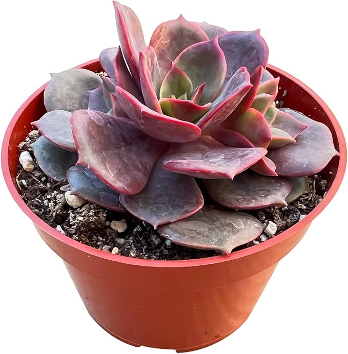 4-inch Succulent Echeveria Red Robe, Live Succulents Plants Fully Rooted in Pots with Soil, Easy-Care House Plants for DIY, Home Office Decoration