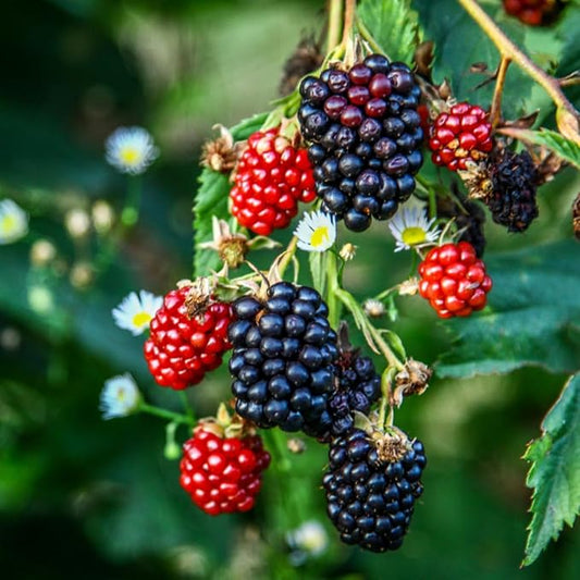 BlackBerry Plants Triple Crown Live for Sale (4 Pack) | Easy to Grow Plants | Edible Fruit Plant for Sustainable Living | Grow Your own Food on Your Edible Organic Garden| Live for Planting|
