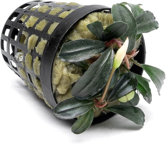 SubstrateSource Bucephalandra Red Mini Potted Live Aquarium Plant - Natural Freshwater Fish Tank Decorations, Aquatic Décor
