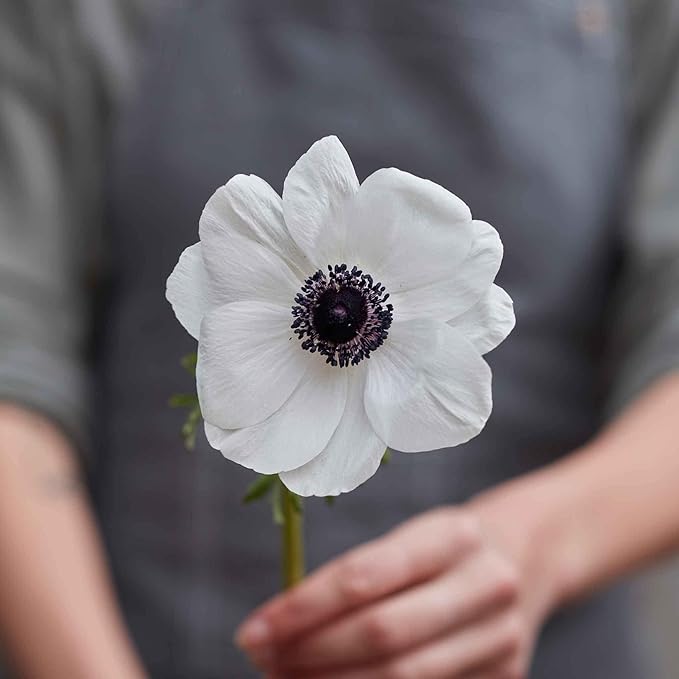 Eden Brothers Anemone & Ranunculus Bulbs - Moonlight Mix