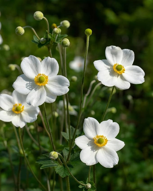 Perennial Farm Anemone x Hybrida 'Honorine Jobert' – Live Windflower in #1 Container, Elegant White Blooms with Yellow Centers, Long Blooming, Deer Resistant, Great for Shade & Pollinator Gardens