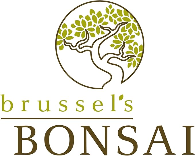 Brussel's Bonsai Live Chinese Elm Bonsai Tree, Outdoor - Small, 5 Years Old, 6 to 8 inches Tall - Includes Decorative Ceramic Bonsai Pot