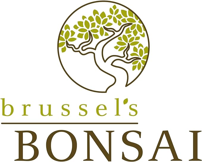 Brussel's Bonsai Live Golden Gate Ficus Indoor Bonsai Tree - Large, 10 Years, 16 to 20 In - Live Bonsai Tree in Ceramic Bonsai Pot