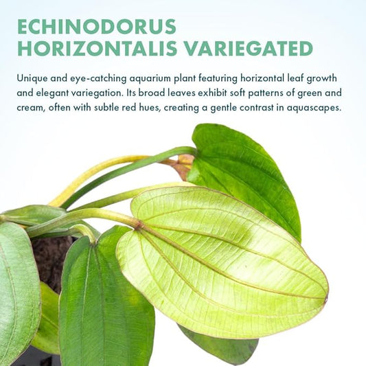 SubstrateSource Live Plants - Echinodorus ‘Horizontalis Variegated’ - Moderate to High Light, Green Variegated Accent, Midground to Background, Freshwater Aquatic Plant - Pot