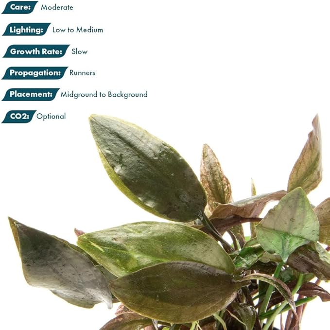 SubstrateSource Live Plants - Cryptocoryne Wendtii 'Florida Sunset' (Cryptocoryne wendtii) - Medium to High Light, Pink-White Accent for Midground Freshwater Aquarium Aquascaping - Pot