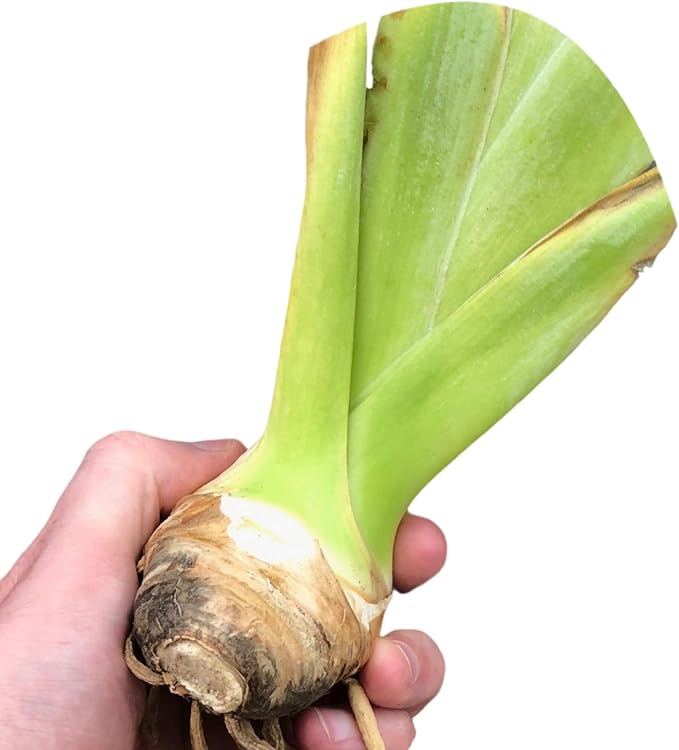 Easy to Grow Bearded Iris His Royal Highness - 3 Plant Bulbs Rhizomes, Indigo Purple Flowers in Spring to Fall, Full Sun Low Maintenance