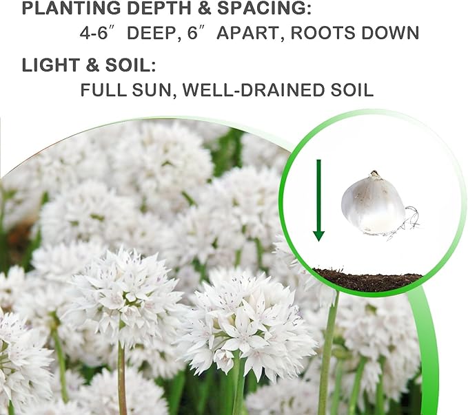 Gardens Best Graceful Beauty Alliums – 30 Bulbs - White Star-Shaped Flowers | Easy-Grow Spring Perennials | Deer Resistant | Attracts Bees & Butterflies | Zones 4–9