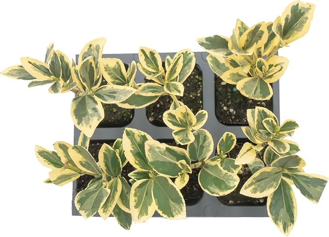 6 Silver King Euonymus, Live Plants – Euonymus Japonica – Hardy Variegated Evergreen Shrub in 2.5” Nursery Cubes – Low-Maintenance & Highly Adaptable for Landscaping