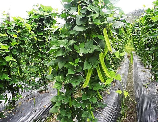 Winged Bean Seeds - Almost All Parts of The Plant are Edible. Once Considered The Food That Could Feed The Planet