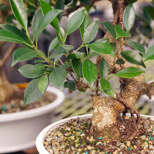 Brussel's Bonsai Live Golden Gate Ficus Indoor Bonsai Tree - Large, 10 Years, 16 to 20 In - Live Bonsai Tree in Ceramic Bonsai Pot and Humidity Tray