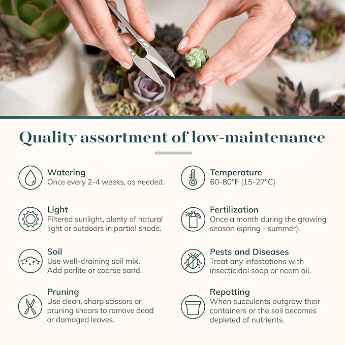 Shop Succulents Pastel Succulent Plant Pack Bulk Collection - Live Mini Succulent Plants, Low Maintenance, Bright & Serene Colors & Textures - Wedding and Party Favors, Gift & Garden, Pack of 32
