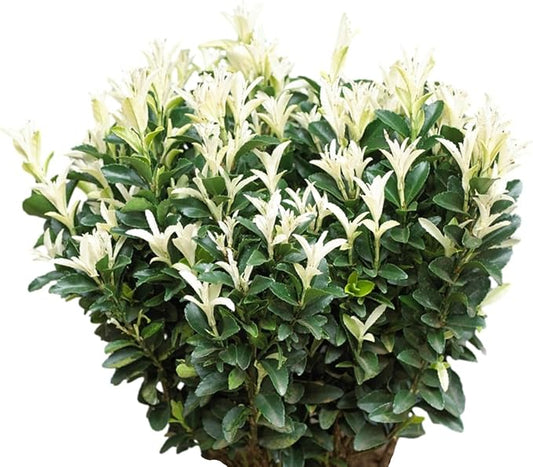 Easy to Grow Euonymus Paloma Blanca - 2 Potted Plants in Grower Pots, Low-Maintenance Shrub Hedge